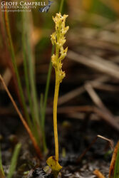 Bog Orchid