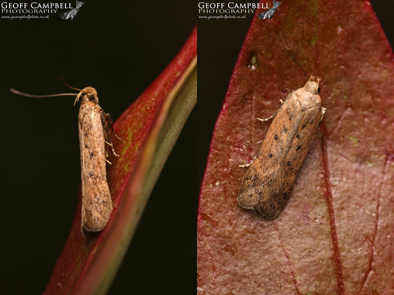 35.040 Bryotropha terrella