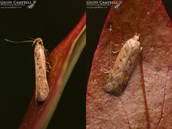 35.040 Bryotropha terrella