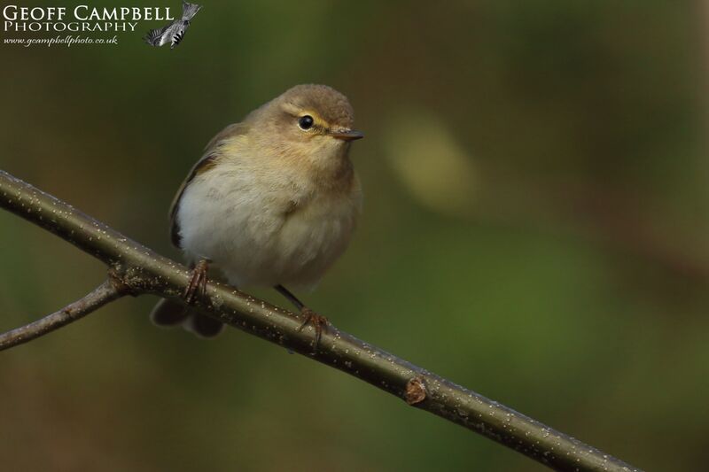 Chiffchaff (Phylloscopus collybita)