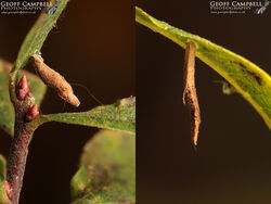 37.022 Coleophera lusciniaepennella - Willow case-bearer