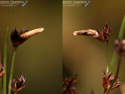 37.070 Coleophera tamesis/37074 Coleophera taeniipennella