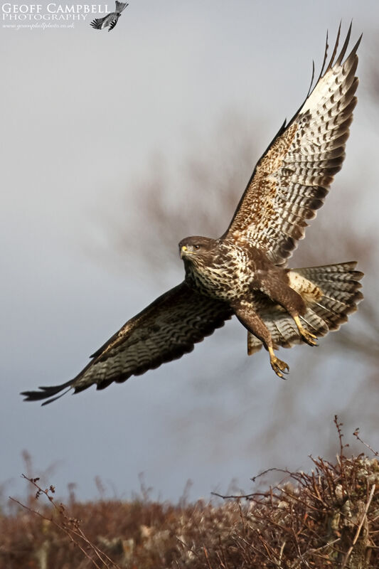 Buzzard (Buteo buteo)