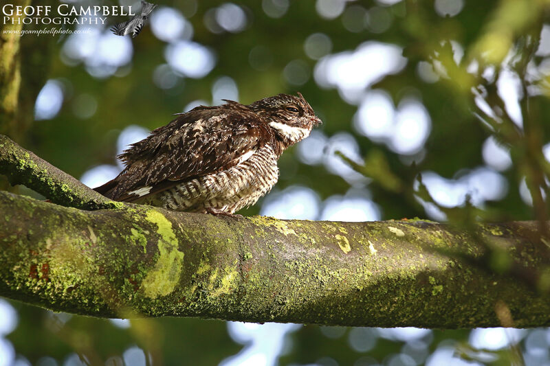 Common Nighthawk (Chordeiles minor)