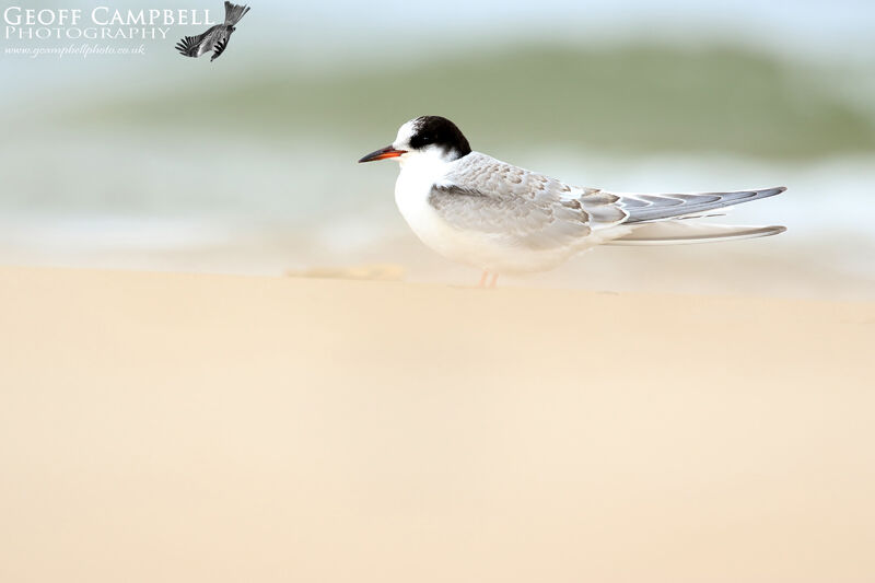Common Tern (Sterna hirundo)