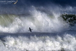 Cormorant (Phalacrocorax carbo)