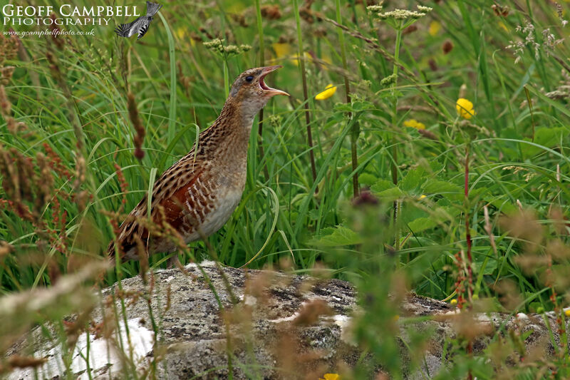 Corncrake (Crex crex)
