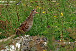 Corncrake (Crex crex)