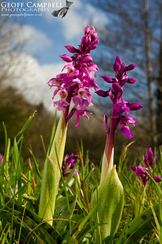 Early Purple Orchid0