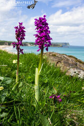 Early Purple Orchid