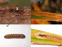 38.015 Elachista gangabella - Yellow-barred Grass Miner