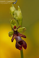 Fly Orchid