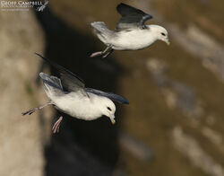Fulmar