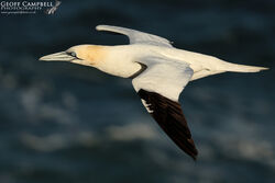 Northern Gannet (Morus bassanus)