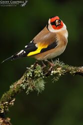 Goldfinch (Carduelis carduelis)