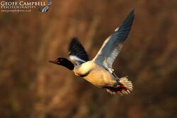 Goosander (Mergus merganser)