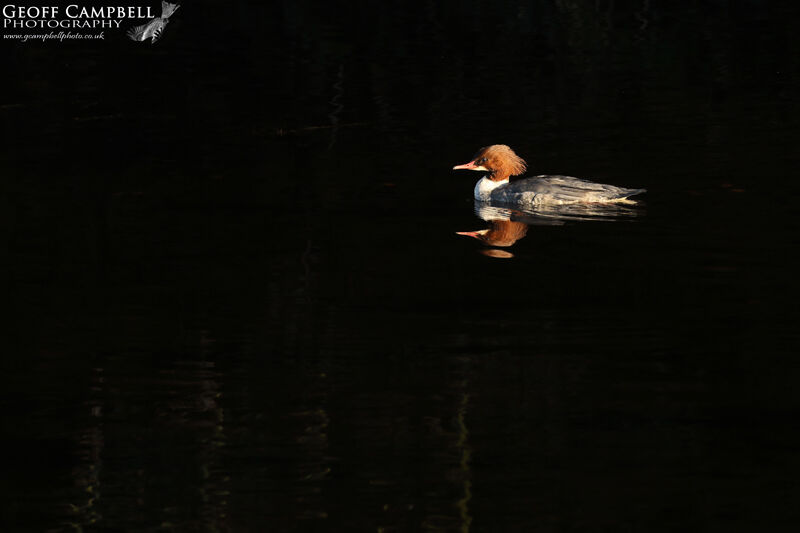 Goosander (Mergus merganser)