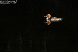 Goosander (Mergus merganser)