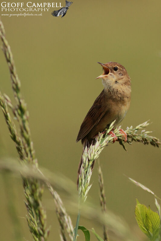 Grasshopper Warbler (Locustella naevia)