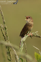 Grasshopper Warbler (Locustella naevia)