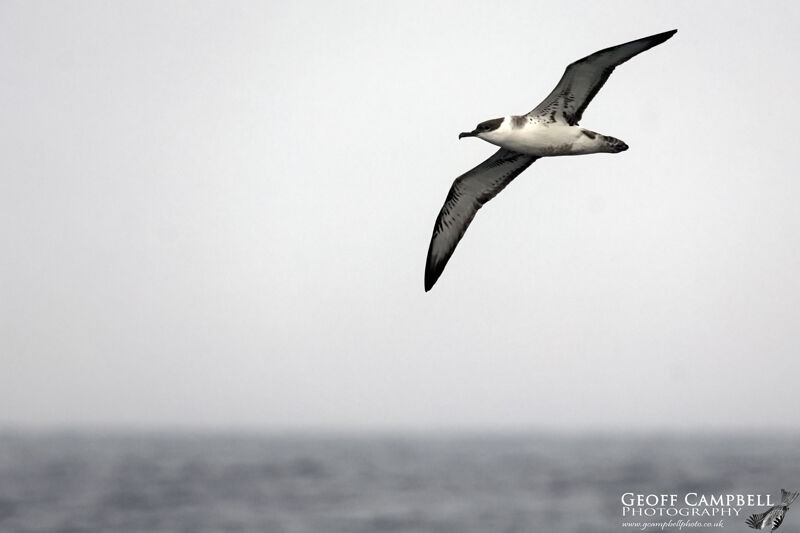 Great Shearwater (Ardenna gravis)