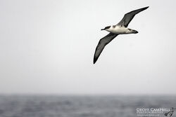 Great Shearwater (Ardenna gravis)