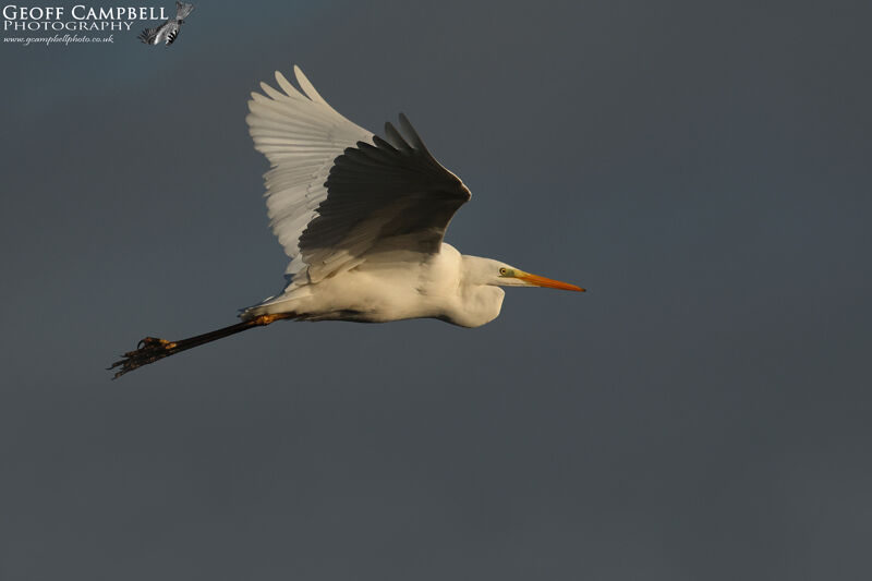 Great Egret (Ardea alba)