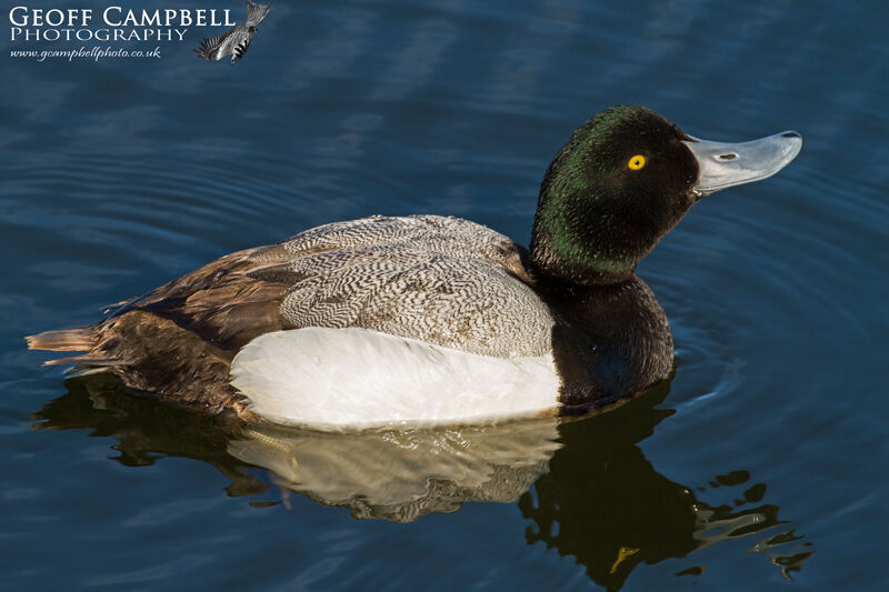 Greater Scaup (Aythya marila)