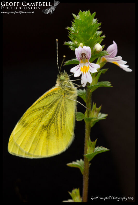 Eye-bright & Green-veined White