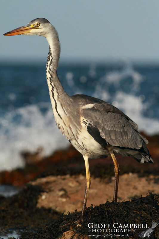 Grey Heron