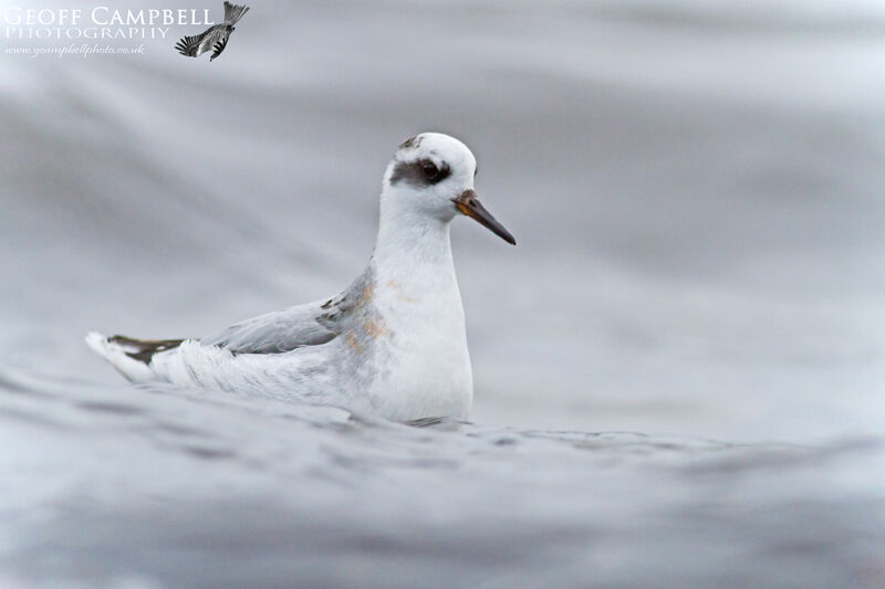 Grey Phalarope (Phalaropus fulicarius)
