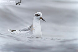 Grey Phalarope (Phalaropus fulicarius)