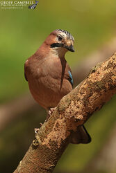 Irish Jay (Garrulus glandarius)