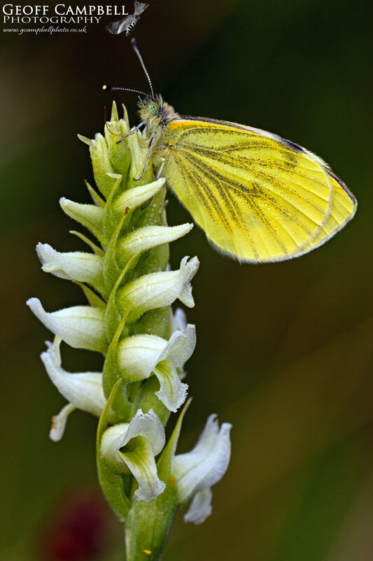 Irish Lady's Tresses & Green-veined White