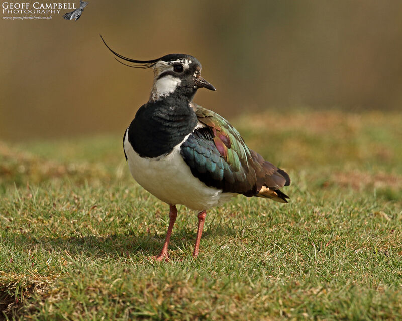Lapwing (Vanellus vanellus)