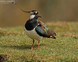 Lapwing (Vanellus vanellus)