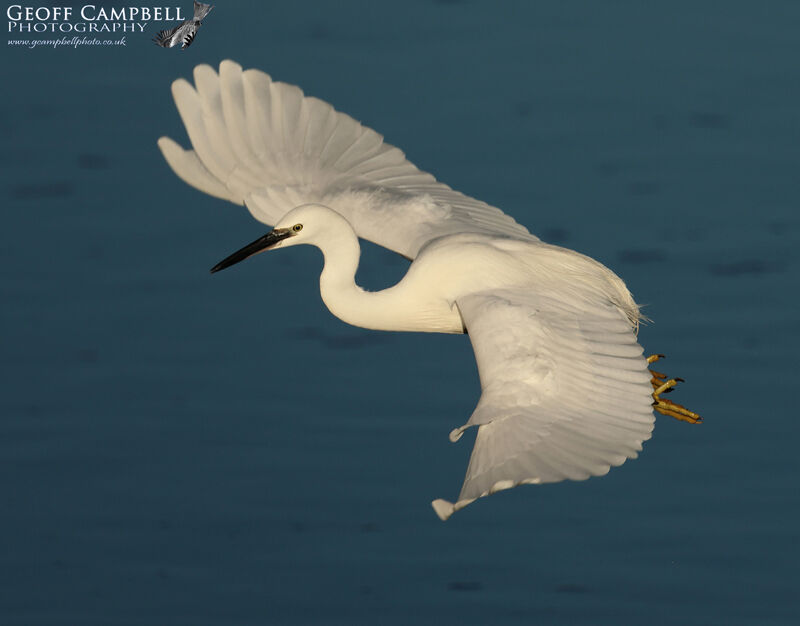 Little Egret (Egretta Garzetta)