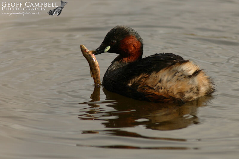 Little Grebe (Tachybaptus ruficollis)