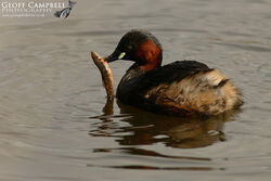 Little Grebe (Tachybaptus ruficollis)