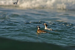 Long-tailed Duck (Clangula hyemalis)