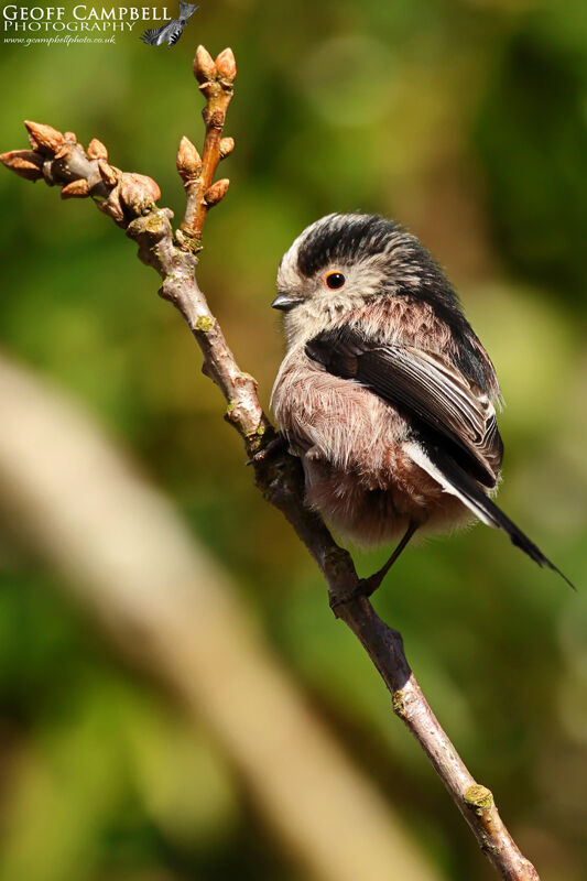 Long-tailed Tit (Aegithalos caudatus)
