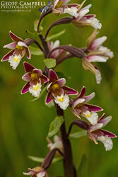 Marsh Helleborine