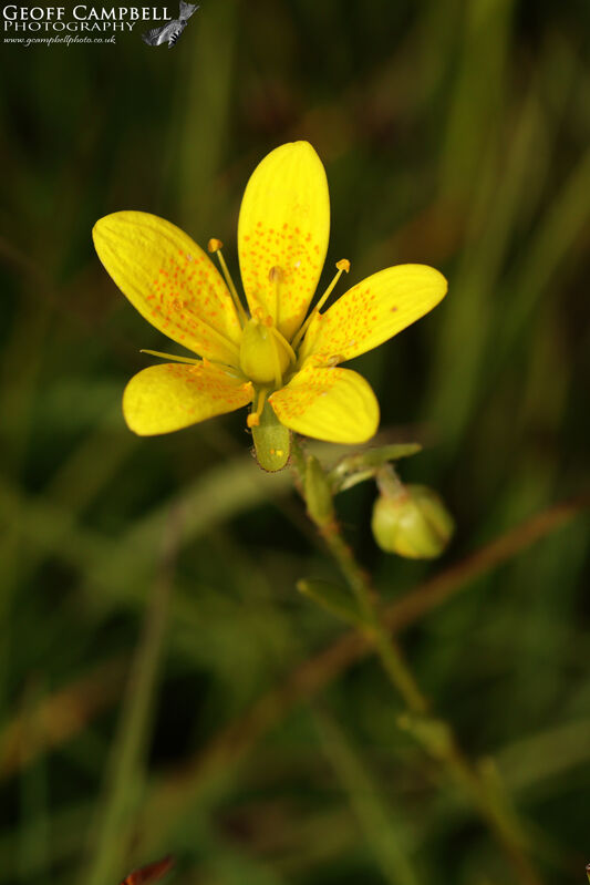 Marsh Saxifrage