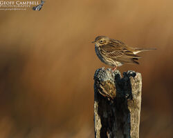 Meadow Pipit (Anthus pratensis)
