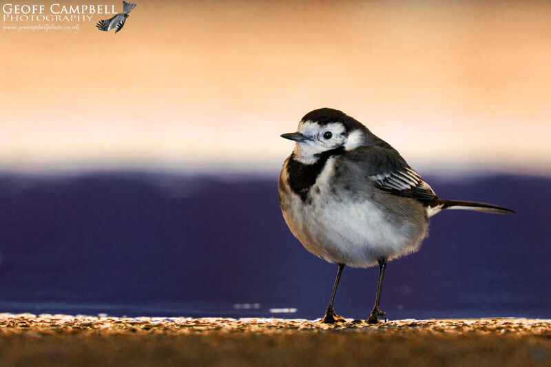 Pied Wagtail (Motacilla alba)