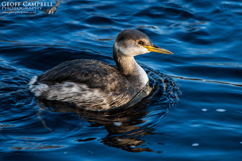 Red-necked Grebe (Podiceps grisegena)