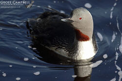 Red Throated Diver (Gavia stellata)