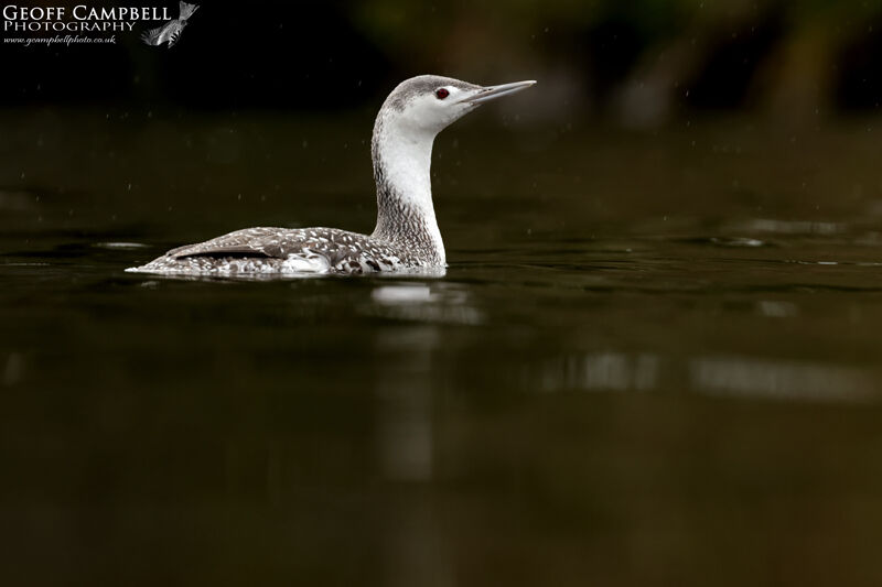 Red Throated Diver (Gavia stellata)