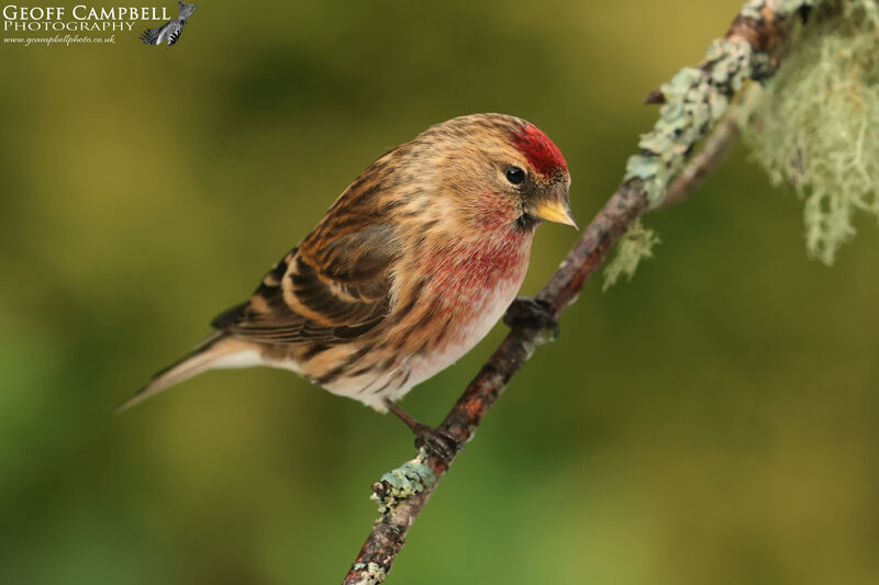 Lesser Redpoll (Acanthis flammea)