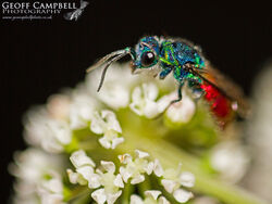 Ruby-tailed Wasp